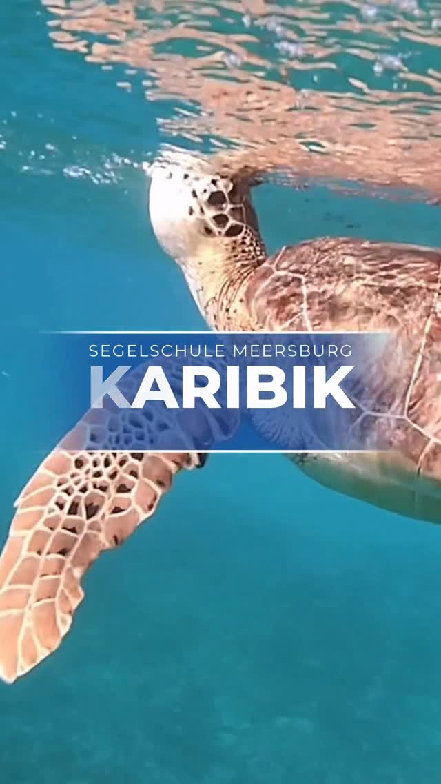 🌴 Karibik calling!
Zwei Wochen Sonne, türkisblaues Wasser, stetiger Passatwind und das Leben an Bord eines Katamarans – Segelträume werden wahr.
Wind im Gesicht, Salz auf der Haut, Freiheit pur. ⚓️⛵️

#Segeltörn #KaribikSailing #KatamaranAdventure #SailingLife #Segelreise #SailingDreams #CaribbeanVibes #SailingHoliday #Inselhopping #SegelnMachtGlücklich #BlaueLagune #Yachtlife #Skipperlife #Segelurlaub #SegelschuleMeersburg