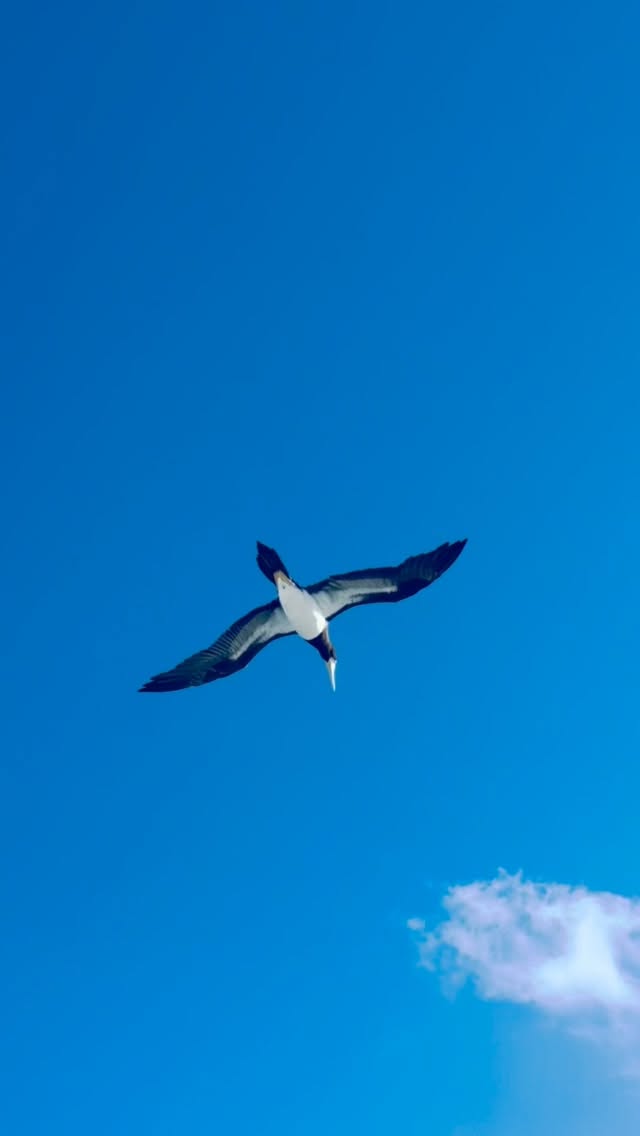 Der erste „welcome to paradise“ Törn 2026 ist leider zu Ende.
We createt memories 🌴😊😎#karibikurlaub #segeln #sunset #sand #bodensee