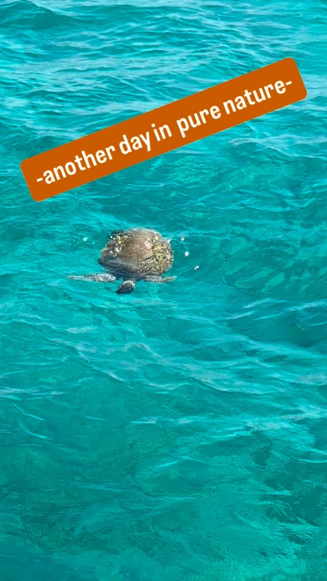 Another day in paradise - direkt neben unserem Lagoon an der Boje in den Tobago Cays.
Bei 27° Wassertemperatur!#bodensee #karibik #turtle #segeln